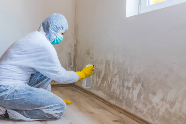 Licensed Mold Remediation service in USA - Cheap Mold Removal